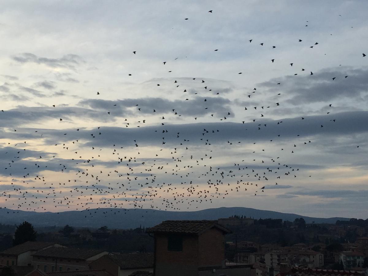 B&B Il Barbero Siena Buitenkant foto